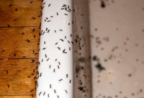 Best Pest Control Near Me in Sophia, WV