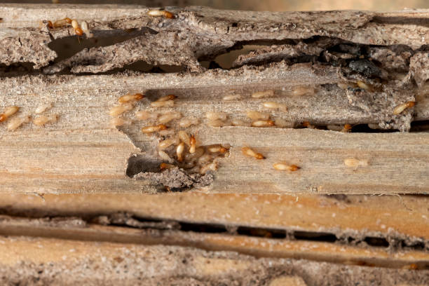 Best Termite Control Services  in Sophia, WV